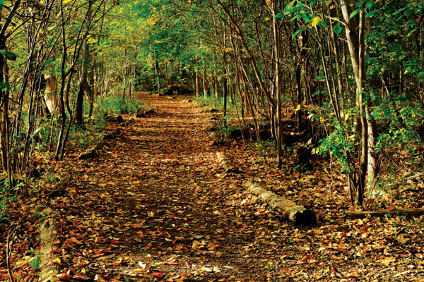 Kingsway Crescent Neighbourhood Imge